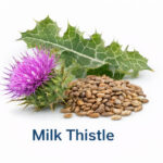 Milk thistle plant used as a natural supplement ingredient